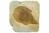 Fossil Leaf (Cissites rocklandensis) - Uncommon Species #268181-1